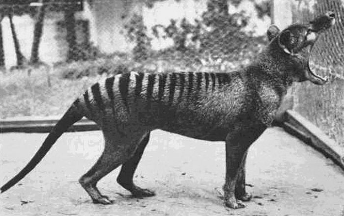 Photo of the last known Tasmanian "Tiger", 1933